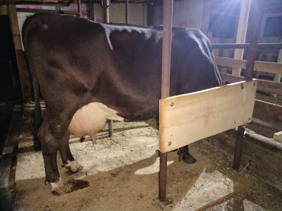 De vânzare vaca cu lapte