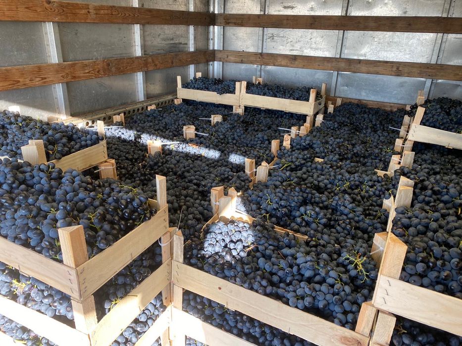 Struguri de masa- Moldova