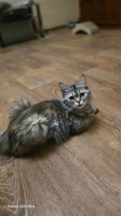 В добрые руки кошечка