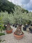 Maslin olea secural
