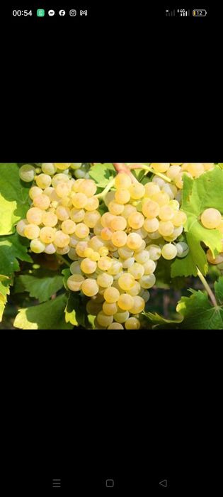 Struguri de Vânzare