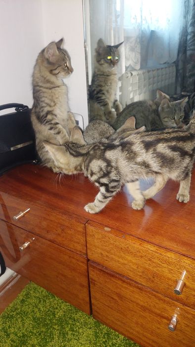 Отдам в добрые руки