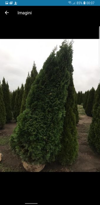 Tuia smaragd de calitate extra Si magnolie solangeana