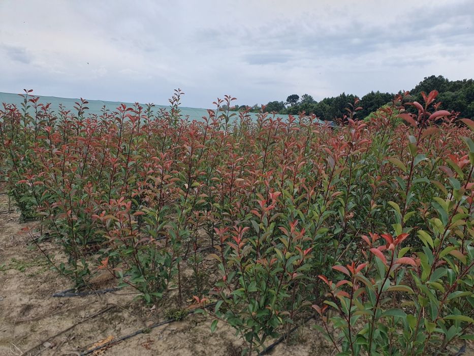Photinia Red Robin