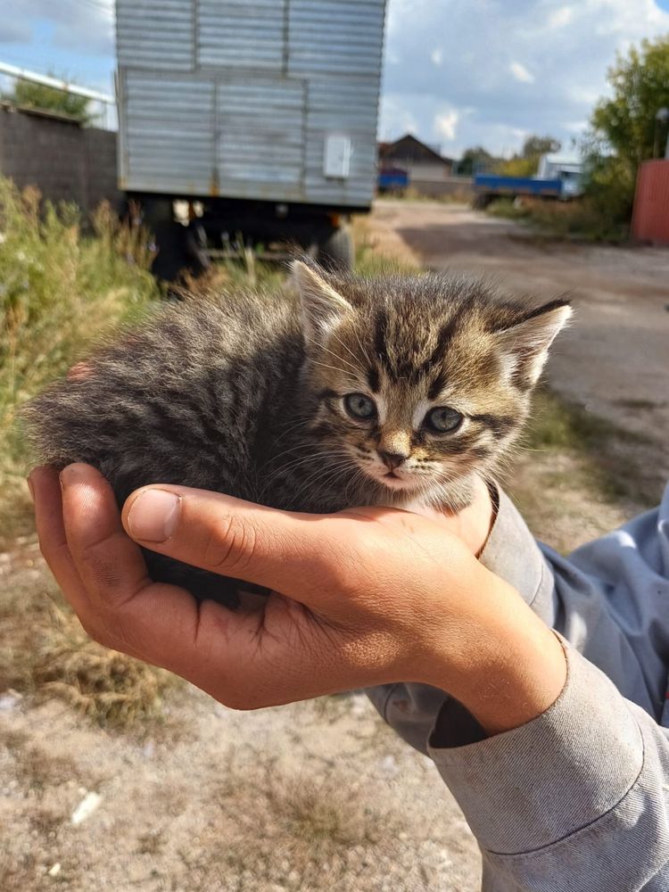 Ищем дома для котят