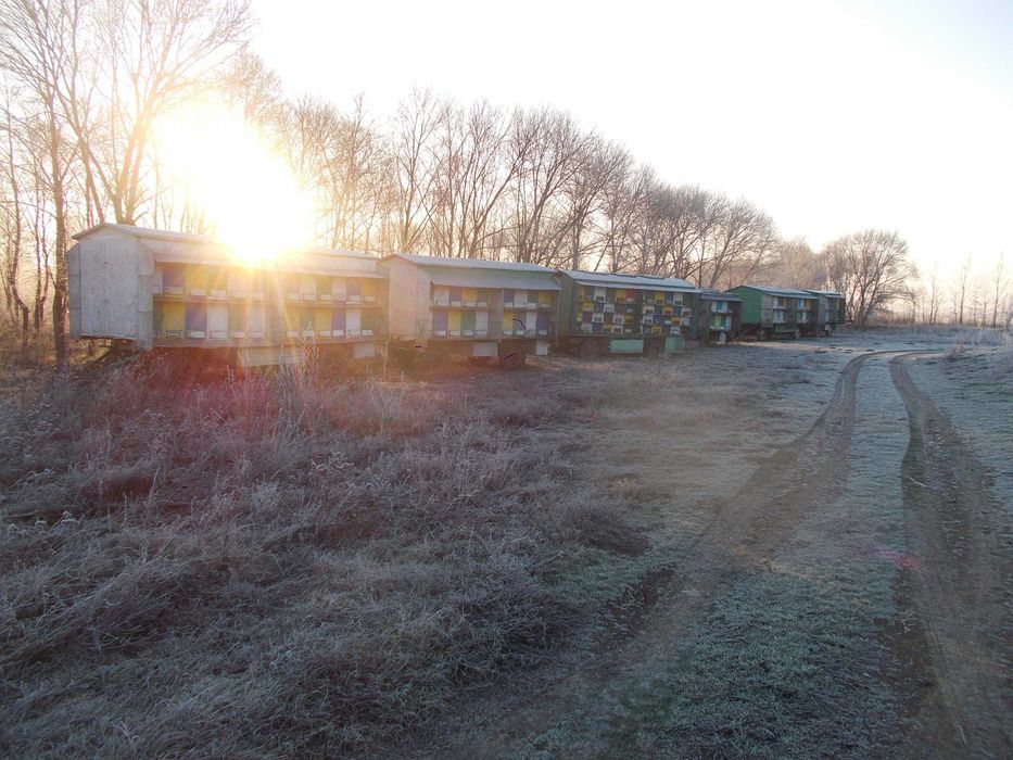 Polen, propolis , pastura, faguri cu miere ,   en-gros sau en-detail d