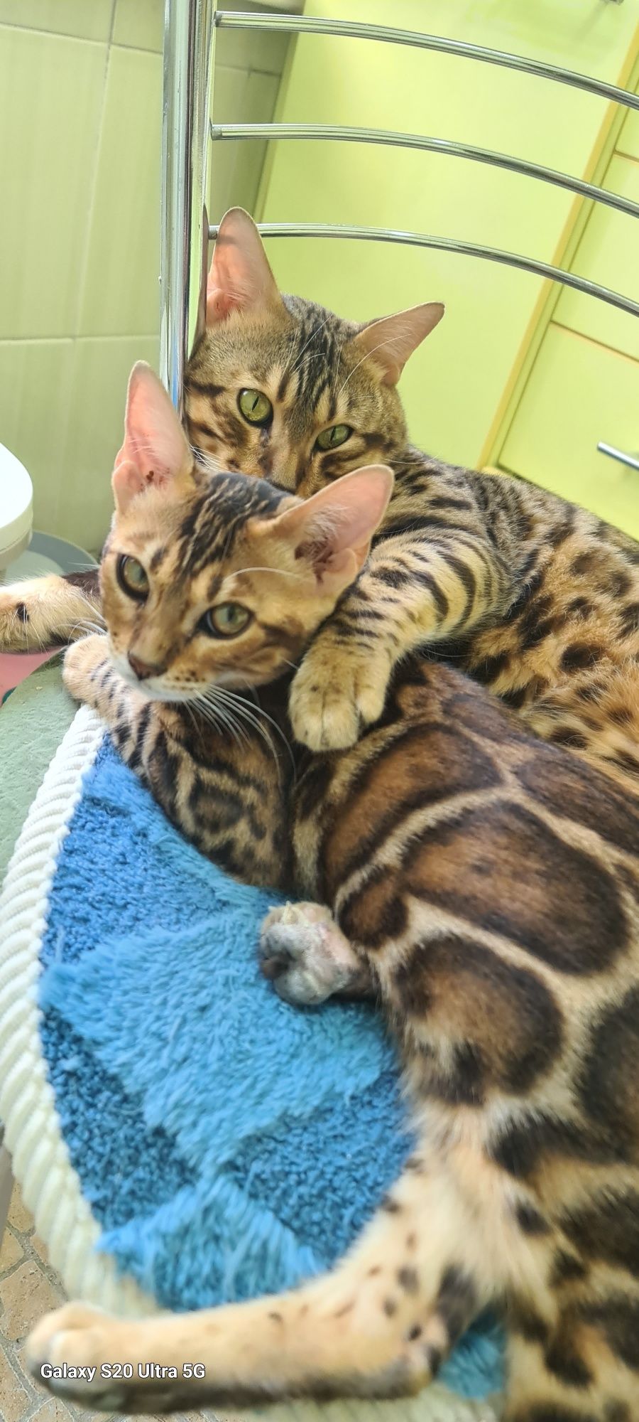 Бенгалы шоу класса под резерв!