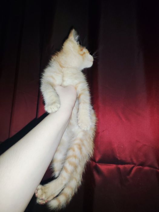 Котенок в добрые руки