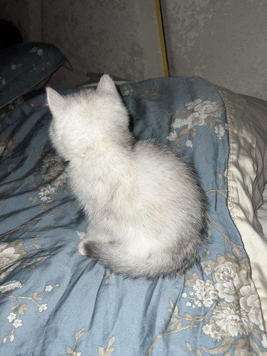 Mushuk Shinshila
