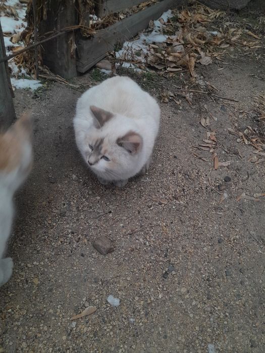 Отдам даром котят.