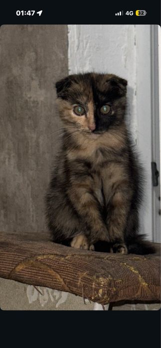 срочно   отдам кошку   в хорошую руку