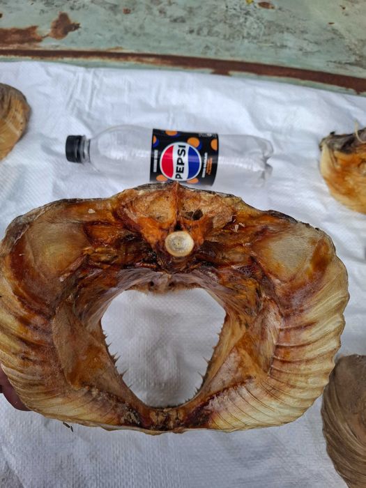 Препарирани глави от хищни риби - щука, сом и бяла риба