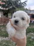 Bichon maltez...