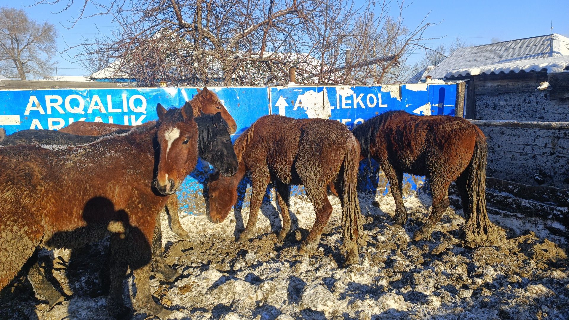 Продам тай. Тайлар сатылады