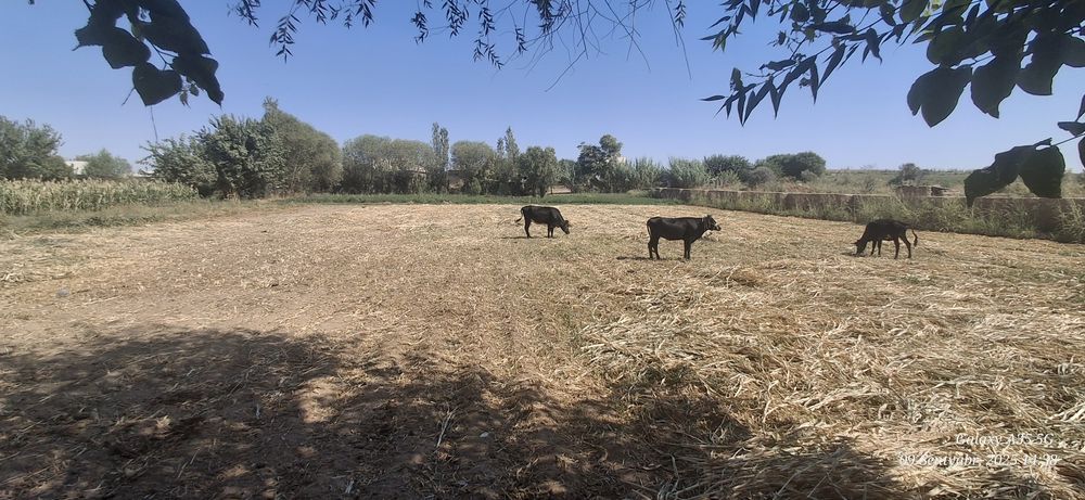 Уй сотаман томарқали