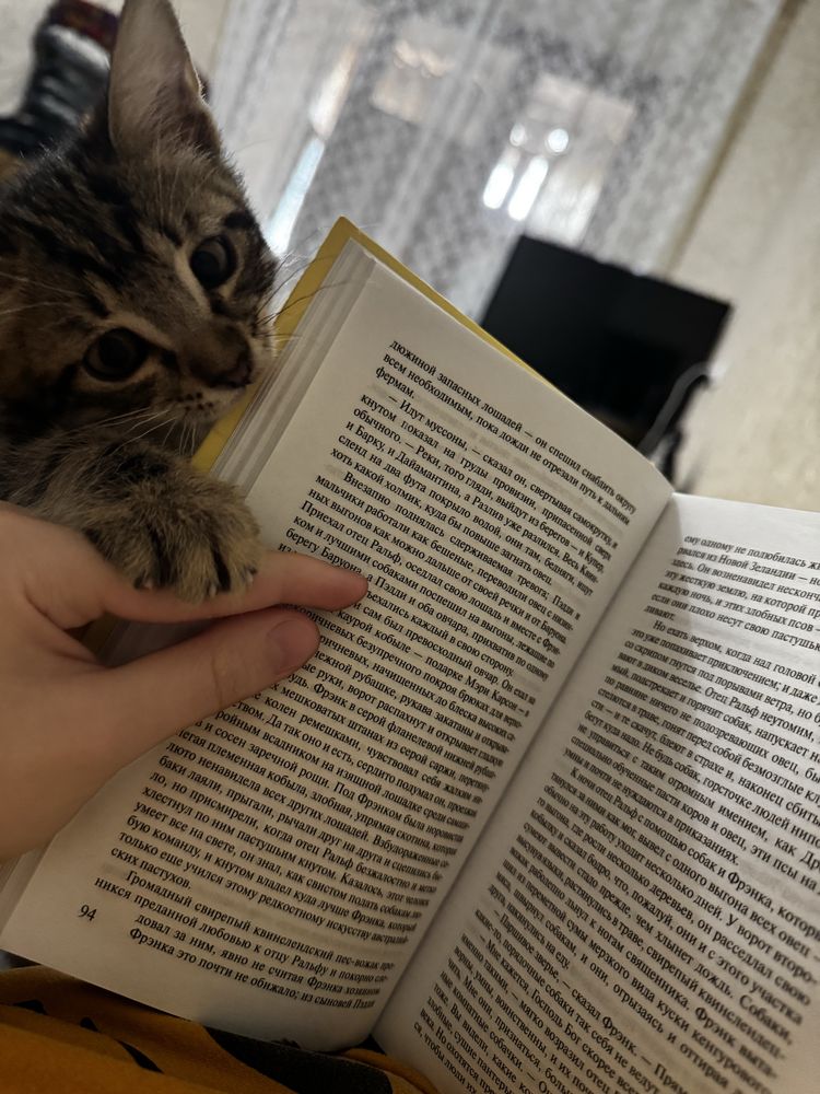 котёнок.