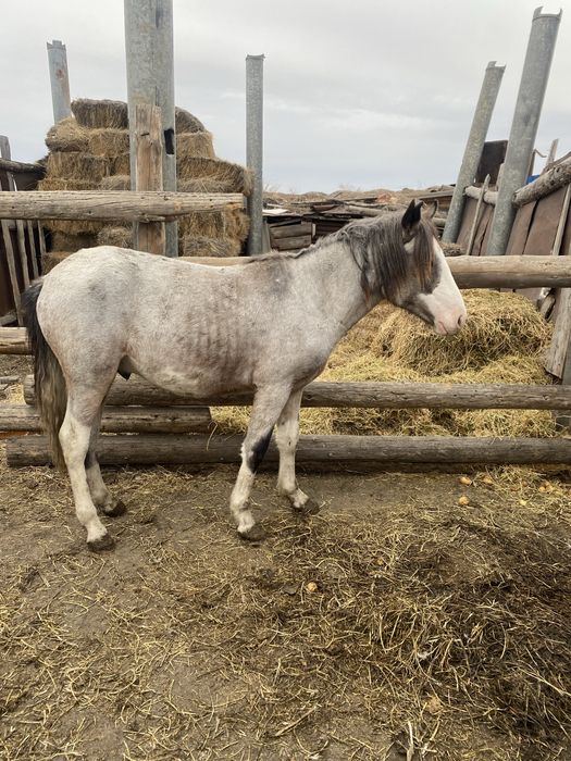 Продается Тай на согым