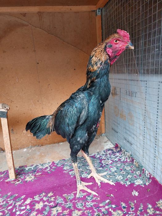 Dakan xo'roz jo'ja korea