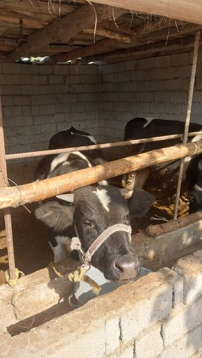 Buqa jaydari qiziqqala uchun