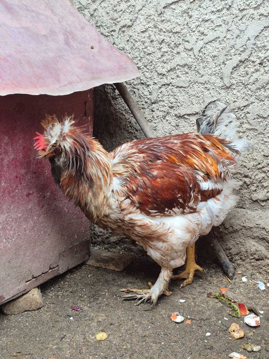 Cocosi motati si ratoi lesesti 2025