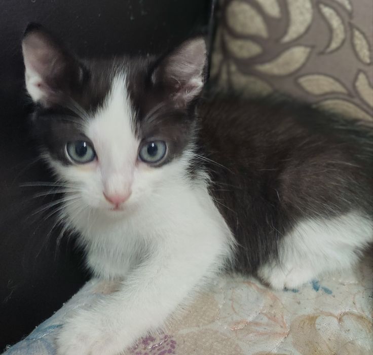 Милые котята для Вас