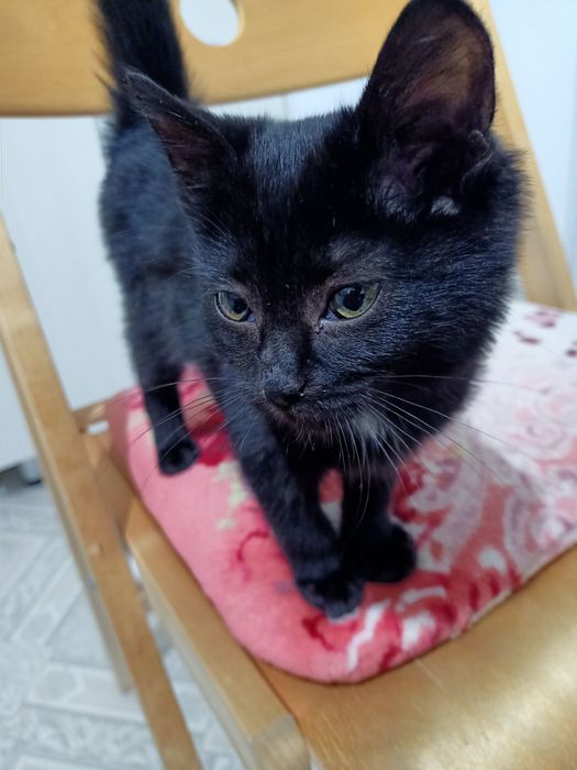 Отдаем котенка в добрые руки