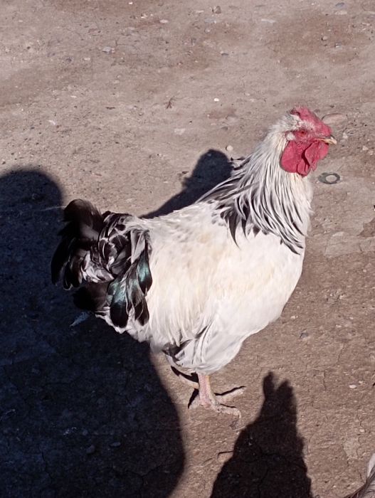 Кораз сатылады Аса ауылы