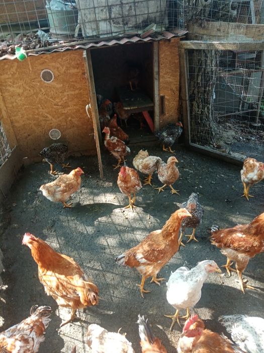 Pui de casă crescuți natural