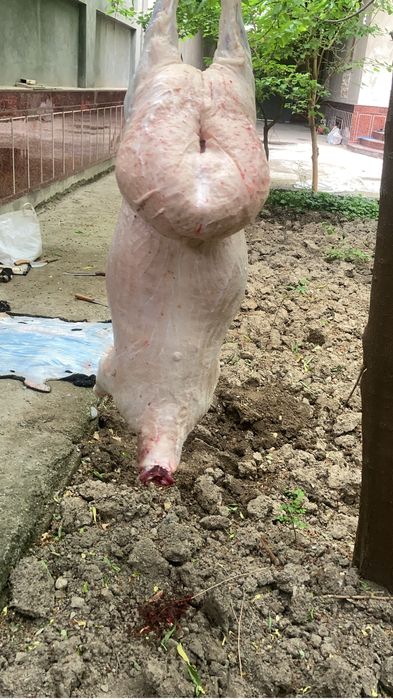 Qoylarimiz kilosi 85000 min somdan