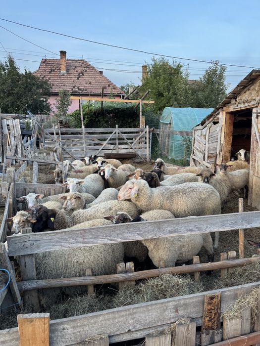 Oi si miei de vanzare sau schimb
