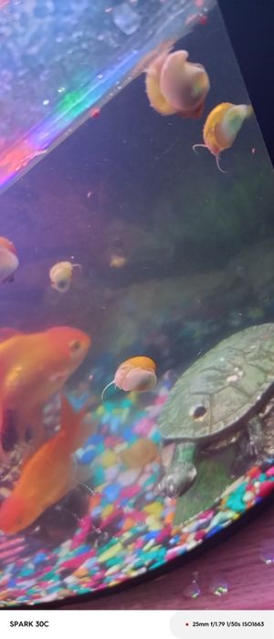 Аквариум улитка болалари