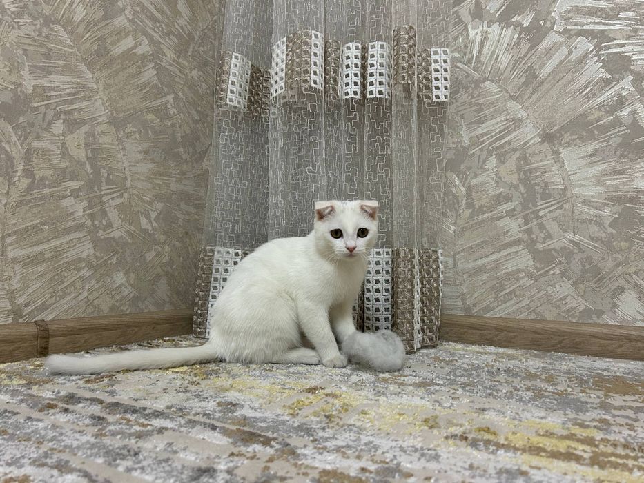 Продаётся кошка!!  сотилади мушук!!