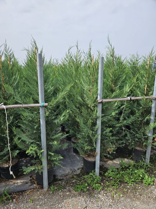 Leylandy toate dimensiunile calitate extra