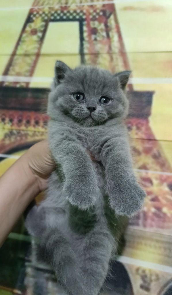 Продажа! Котята скоттиш страйт и скоттиш фолд.