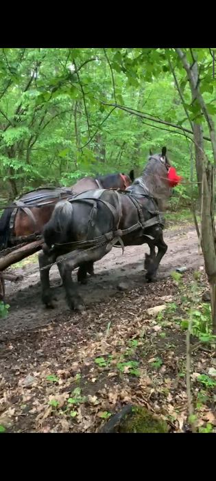 Vând armăsar sută la sută de ham  se probează. La fața locului