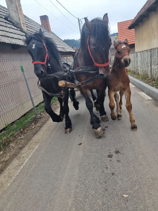 Se vinde iapă de 6 ani