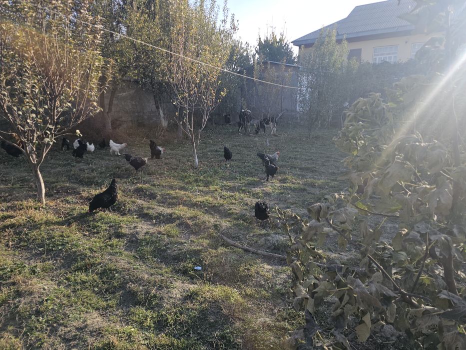 Bramalar va Jersey Giant xurozlar sotiladi, 5–7 oylik sog‘lom zotlar!