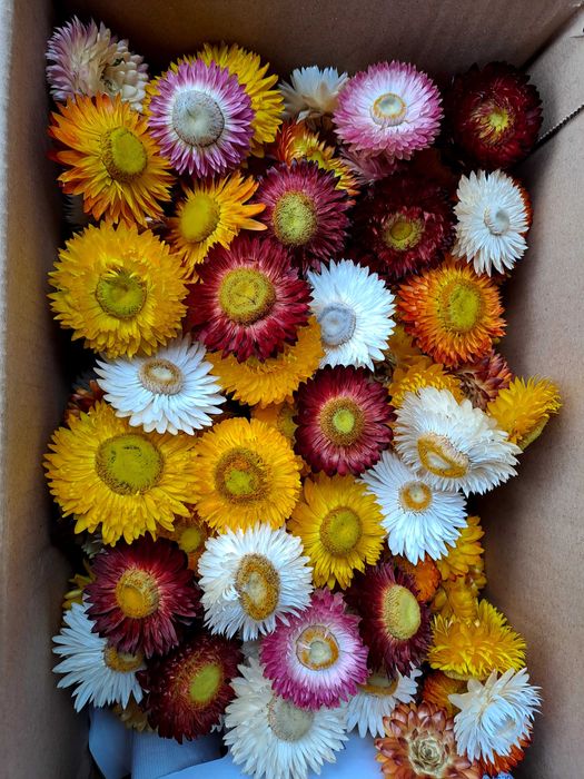 Capete Flori de pai uscate natural