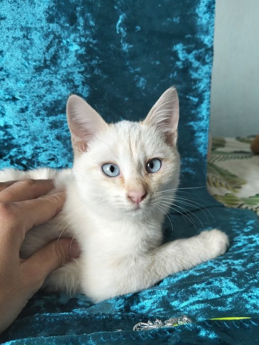 Мальчик голубоглазый. 3 мес