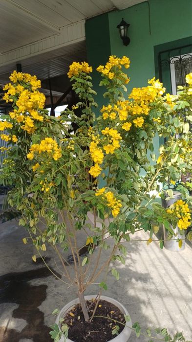 Продам цветок Кассия