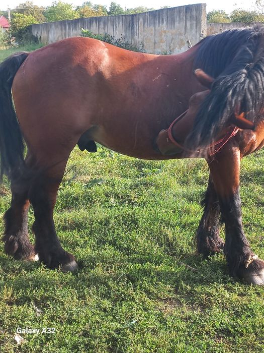 Vand sau schimb cu auto sau vitei armasar de 3 ani ,cai si iepe