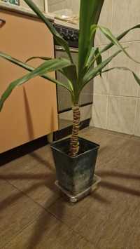 Planta interior - Yucca, H 80 cm, D 21 cm