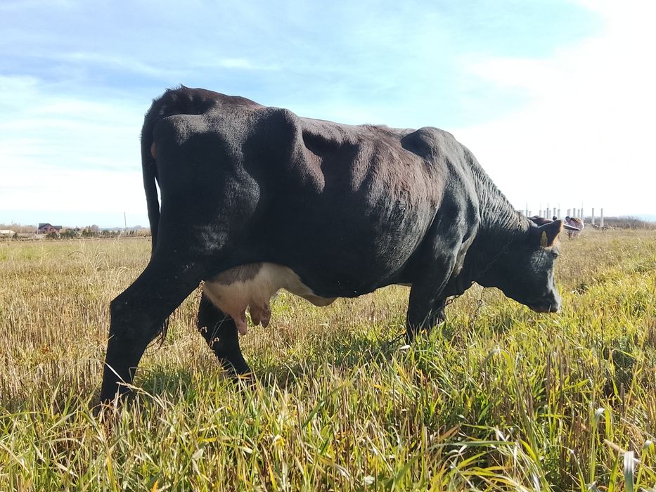 Vnd vaca bruna gestanta an 3 luni și vine cu al 4 vițel și are lapte 1