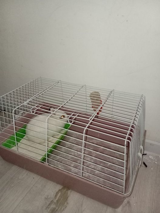 Қоян сатылады 20000 тг.Үйімен бірге беріледі.