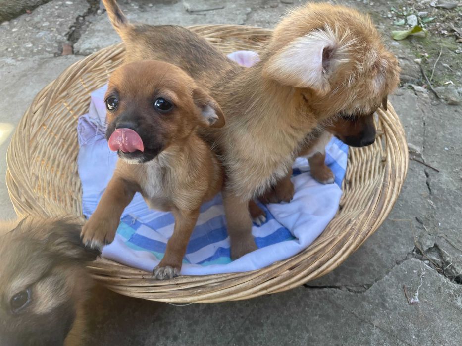 Catelusi pentru adoptie - Gratuit