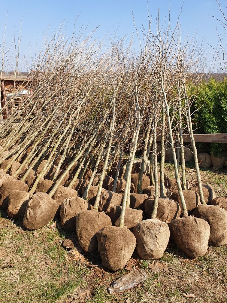 Mesteacăn platan tei tuia plante