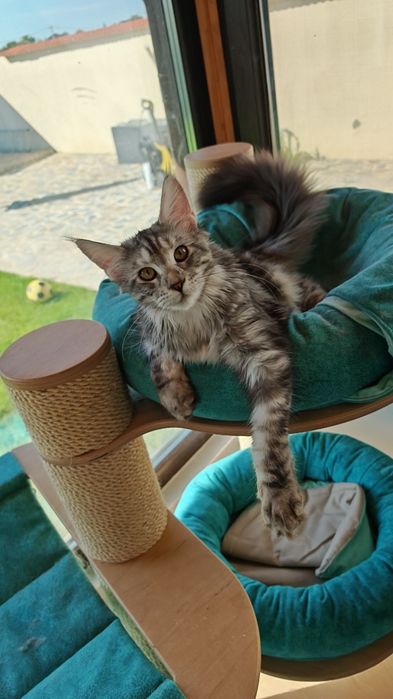 Pisică Maine Coon- Esfir