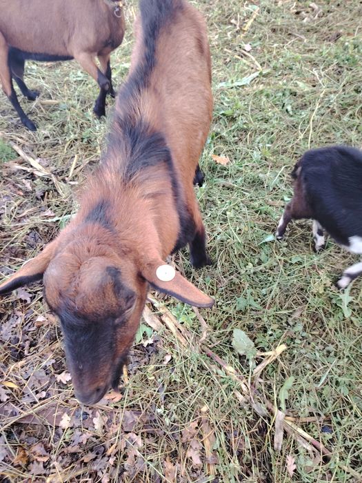 Vand țap alpin francez