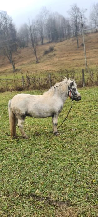 Ponei de vanzare,femela 3 ani blanda