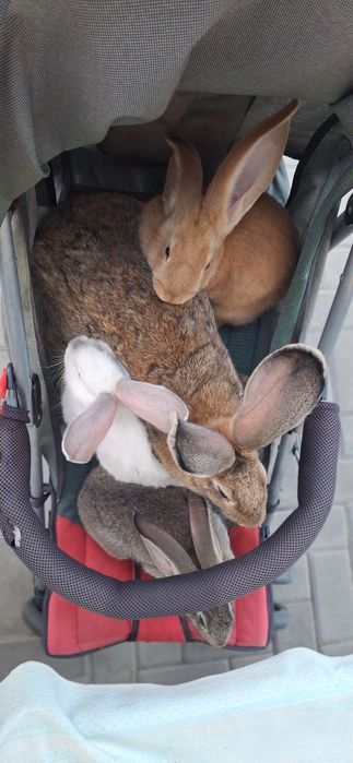 Продам молодых кроликов